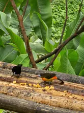 Más de 350 especies de aves alberga el ‘Paraíso de los Colibríes’: santuario de la naturaleza en Cali que requiere tu ayuda