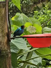 Más de 350 especies de aves alberga el ‘Paraíso de los Colibríes’: santuario de la naturaleza en Cali que requiere tu ayuda