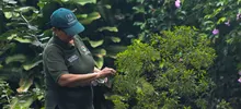 El Dagma lidera acciones para preservar la naturaleza con miras a Semana Santa: se entregarán 2000 plantas ornamentales 
