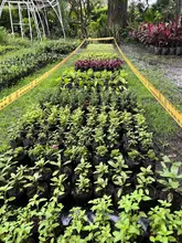 El Dagma lidera acciones para preservar la naturaleza con miras a Semana Santa: se entregarán 2000 plantas ornamentales 