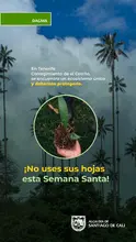 El Dagma lidera acciones para preservar la naturaleza con miras a Semana Santa: se entregarán 2000 plantas ornamentales 