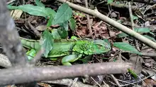 Más de 870 liberaciones de fauna silvestre se han realizado en Cali  durante 2025: Dagma