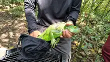 Más de 870 liberaciones de fauna silvestre se han realizado en Cali  durante 2025: Dagma