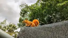 Más de 870 liberaciones de fauna silvestre se han realizado en Cali  durante 2025: Dagma