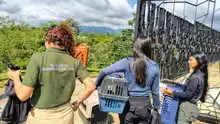 Más de 870 liberaciones de fauna silvestre se han realizado en Cali  durante 2025: Dagma