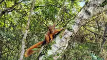 Más de 870 liberaciones de fauna silvestre se han realizado en Cali  durante 2025: Dagma