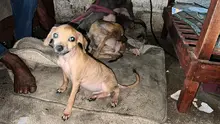 Cinco perros rescatados del maltrato en Potrero Grande: Protección Animal impone sanciones  