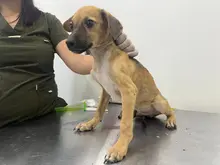 Cinco perros rescatados del maltrato en Potrero Grande: Protección Animal impone sanciones  