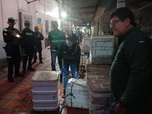 Autoridades ambientales incautan piel y caparazón de animales silvestres en el centro de Cali
