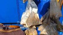 Autoridades ambientales incautan piel y caparazón de animales silvestres en el centro de Cali