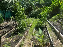 Las huertas comunitarias de los comedores promueven el cuidado del medio ambiente en los territorios