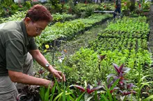 El Dagma se pone la camiseta de la ‘Maratón de Cali 2025’: autoridad ambiental despliega un plan de ajardinamiento en la ciudad 