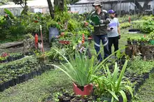 El Dagma se pone la camiseta de la ‘Maratón de Cali 2025’: autoridad ambiental despliega un plan de ajardinamiento en la ciudad 