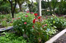 El Dagma se pone la camiseta de la ‘Maratón de Cali 2025’: autoridad ambiental despliega un plan de ajardinamiento en la ciudad 