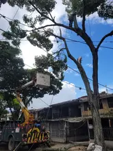 Más de 20 emergencias por volcamiento de árboles en Cali han sido atendidas por el Dagma