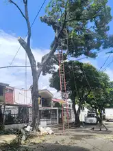 Más de 20 emergencias por volcamiento de árboles en Cali han sido atendidas por el Dagma