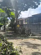Más de 20 emergencias por volcamiento de árboles en Cali han sido atendidas por el Dagma