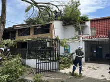 Más de 20 emergencias por volcamiento de árboles en Cali han sido atendidas por el Dagma