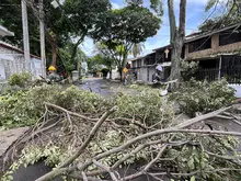 Más de 20 emergencias por volcamiento de árboles en Cali han sido atendidas por el Dagma