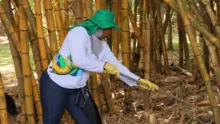 Lago de la Babilla y el Parque Lineal de Ciudad Jardín, lucen más verdes y limpios tras jornada liderada por la Alcaldía de Cali