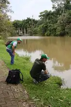 El Dagma identificó una babilla afectada por residuos sólidos en humedal al sur de Cali