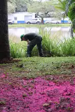El Dagma identificó una babilla afectada por residuos sólidos en humedal al sur de Cali