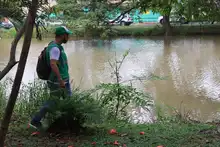 El Dagma identificó una babilla afectada por residuos sólidos en humedal al sur de Cali