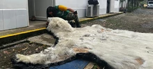 Operativos de control de autoridades y Alcaldía combaten los delitos ambientales: en Cali se recupera y protege nuestra riqueza natural