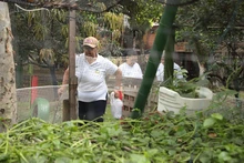 Huertas comunitarias: una oportunidad de la Alcaldía de Cali para  sembrar esperanza
