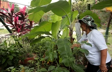 Huertas comunitarias: una oportunidad de la Alcaldía de Cali para  sembrar esperanza