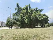 Así avanza el proceso de recibo de zonas verdes y áreas de cesión en proyectos urbanísticos en Cali