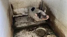Protección Animal impone la sanción más alta en Cali por maltrato: 11 animales fueron rescatados en presunto criadero ilegal