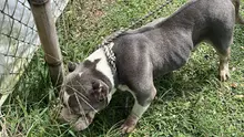 Protección Animal impone la sanción más alta en Cali por maltrato: 11 animales fueron rescatados en presunto criadero ilegal