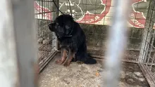 Protección Animal impone la sanción más alta en Cali por maltrato: 11 animales fueron rescatados en presunto criadero ilegal