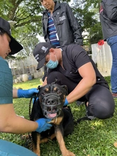 Protección Animal impone la sanción más alta en Cali por maltrato: 11 animales fueron rescatados en presunto criadero ilegal