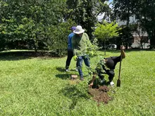Cali conmemoró el ‘Día Mundial del Árbol’ con jornada de siembra responsable en la Comuna 15