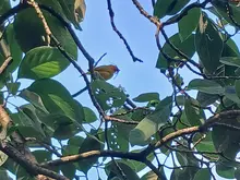  Con jornada de avistamiento matutina en el eco-parque Lago de las Garzas, Cali despedirá a las aves migratorias 