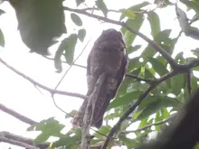  Con jornada de avistamiento matutina en el eco-parque Lago de las Garzas, Cali despedirá a las aves migratorias 