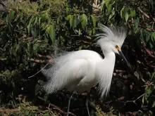  Con jornada de avistamiento matutina en el eco-parque Lago de las Garzas, Cali despedirá a las aves migratorias 