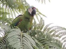  Con jornada de avistamiento matutina en el eco-parque Lago de las Garzas, Cali despedirá a las aves migratorias 