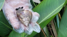 El Dagma refuerza acciones para el control del caracol gigante africano