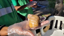El Dagma refuerza acciones para el control del caracol gigante africano