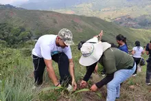 Estudiantes fortalecieron la barrera corta fuego de Cristo Rey: se  sembraron 200 plantas piro-resistentes