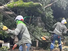 El Dagma atendió más de 14 emergencias por volcamiento de árboles en Cali debido a las fuertes lluvias