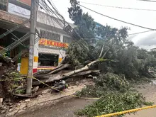El Dagma atendió más de 14 emergencias por volcamiento de árboles en Cali debido a las fuertes lluvias