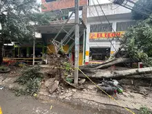 El Dagma atendió más de 14 emergencias por volcamiento de árboles en Cali debido a las fuertes lluvias