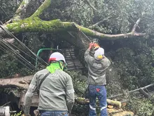 El Dagma atendió más de 14 emergencias por volcamiento de árboles en Cali debido a las fuertes lluvias