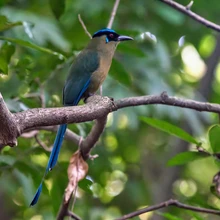 Exitosa Jornada de Avistamiento de Aves muestra la riqueza del Bosque Urbano Multicentro y Celebra el Liderazgo de Colombia en el Global Big Day