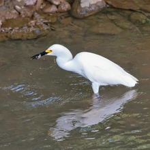 Exitosa Jornada de Avistamiento de Aves muestra la riqueza del Bosque Urbano Multicentro y Celebra el Liderazgo de Colombia en el Global Big Day