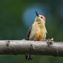 Exitosa Jornada de Avistamiento de Aves muestra la riqueza del Bosque Urbano Multicentro y Celebra el Liderazgo de Colombia en el Global Big Day